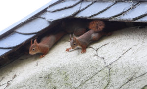 roof squirrels