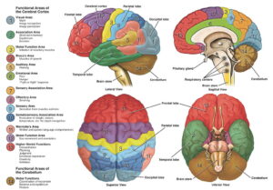 human brain and fuctions